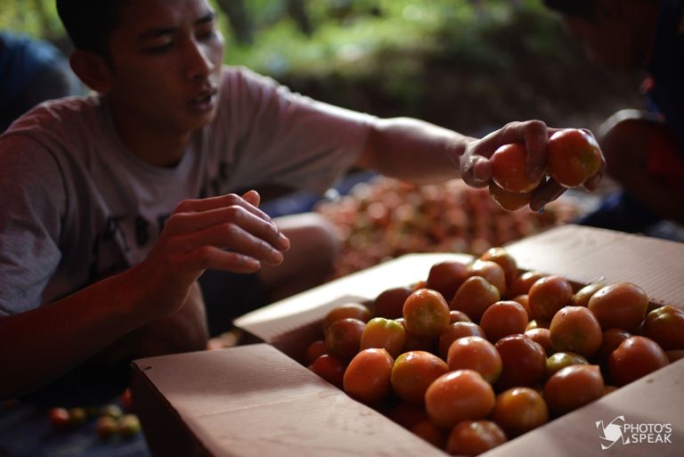 Target Produksi Tomat