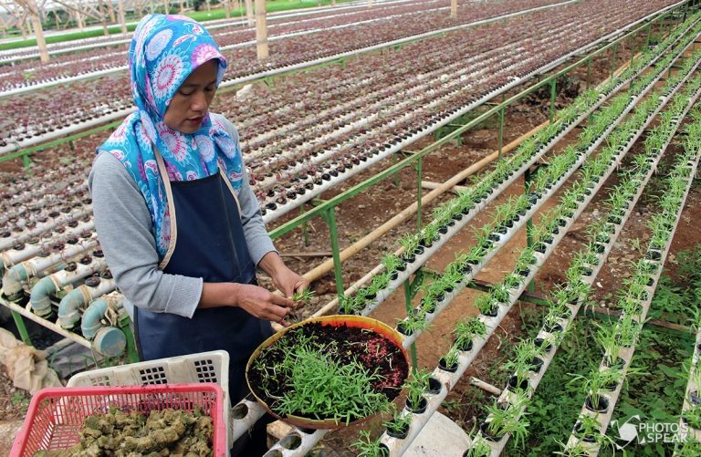 Teknologi Bertani Hidroponik