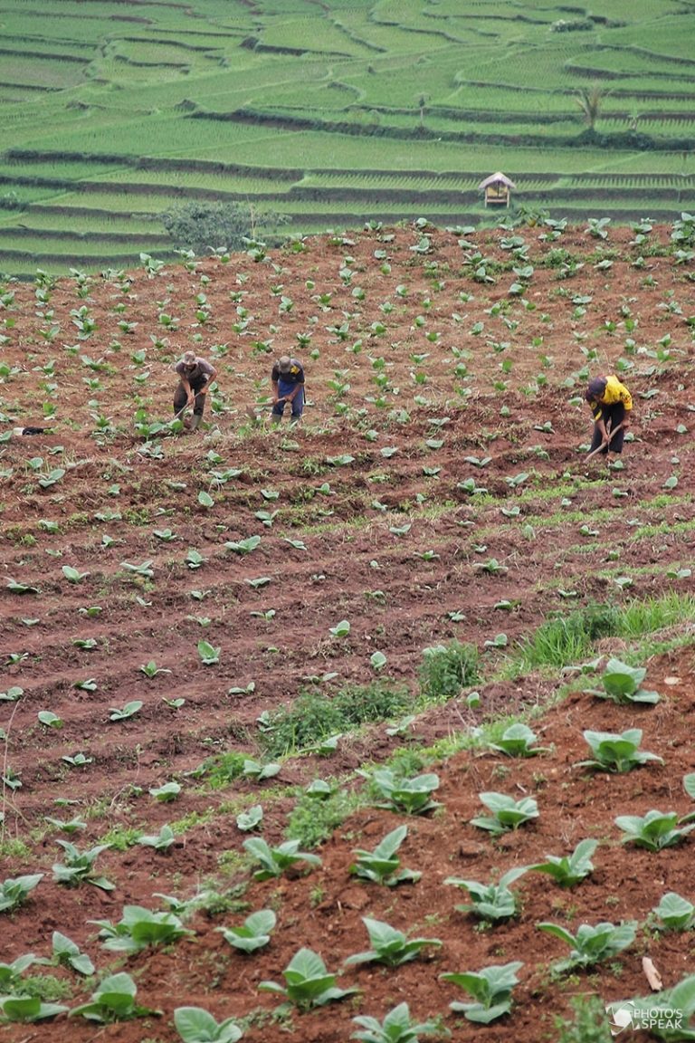 Petani Tembakau