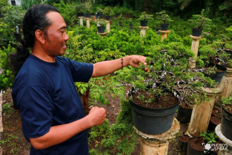 Budidaya Bonsai