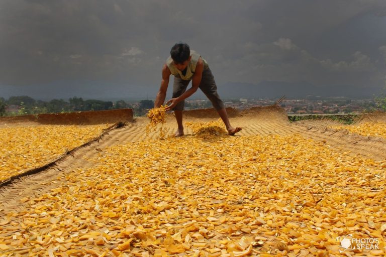 Anomali Cuaca Pengaruhi Produksi Kerupuk Kulit