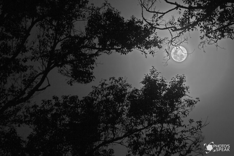 Bulan Punama