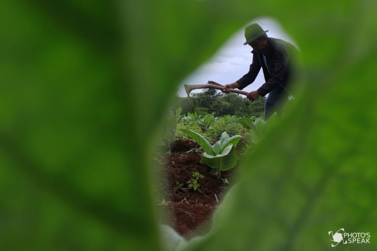 PRODUKTIVITAS TEMBAKAU TERGANGGU CUACA