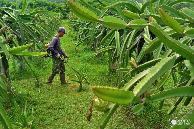 Membersihkan Ruput Liar